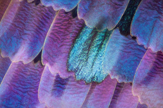 asas de borboleta microscopio