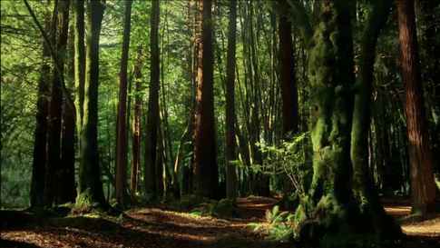 Resultado de imagem para floresta lindA gif tumblr